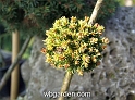 wbgarden dwarf conifers 21